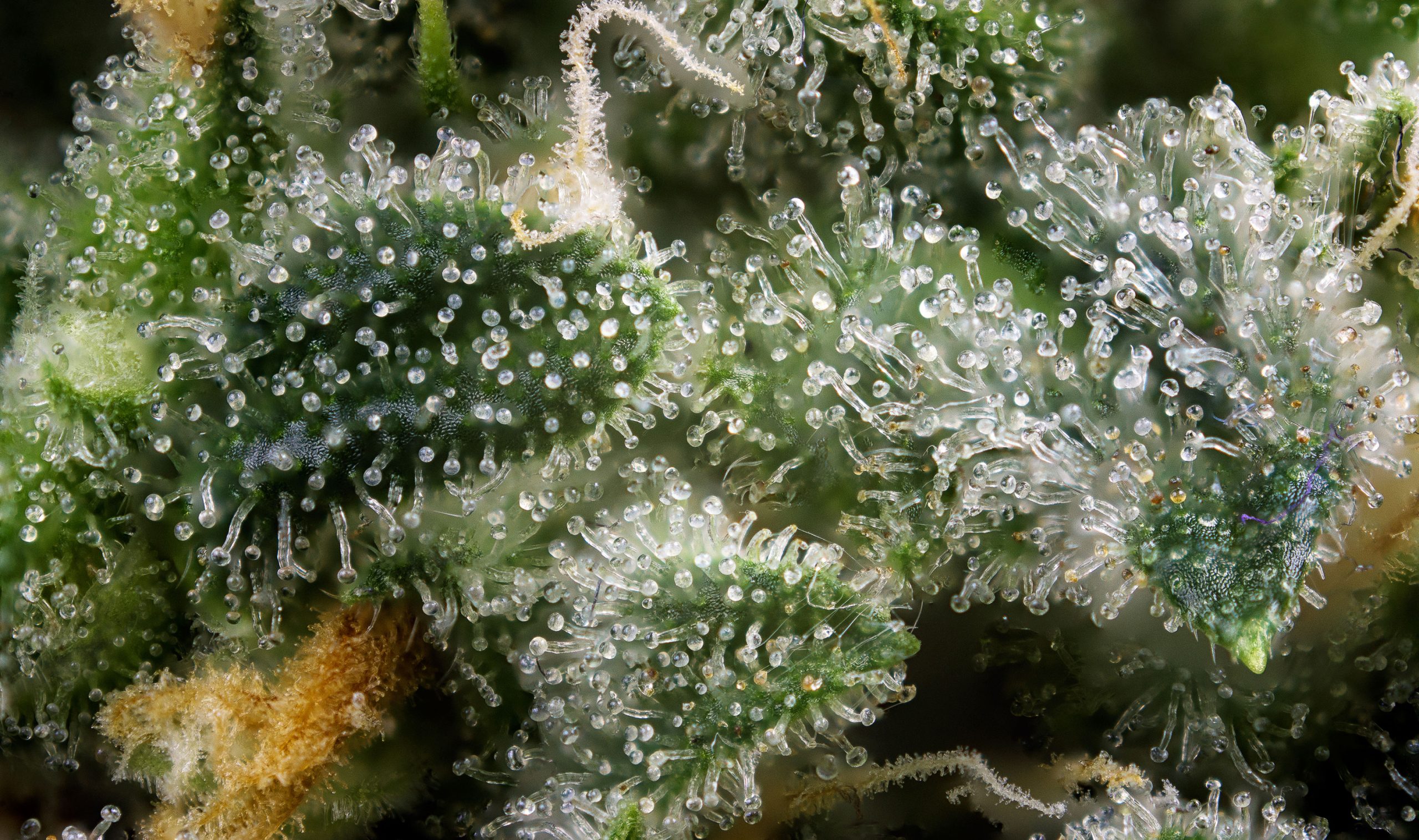 Close Up On Cannabinoids And Crystals