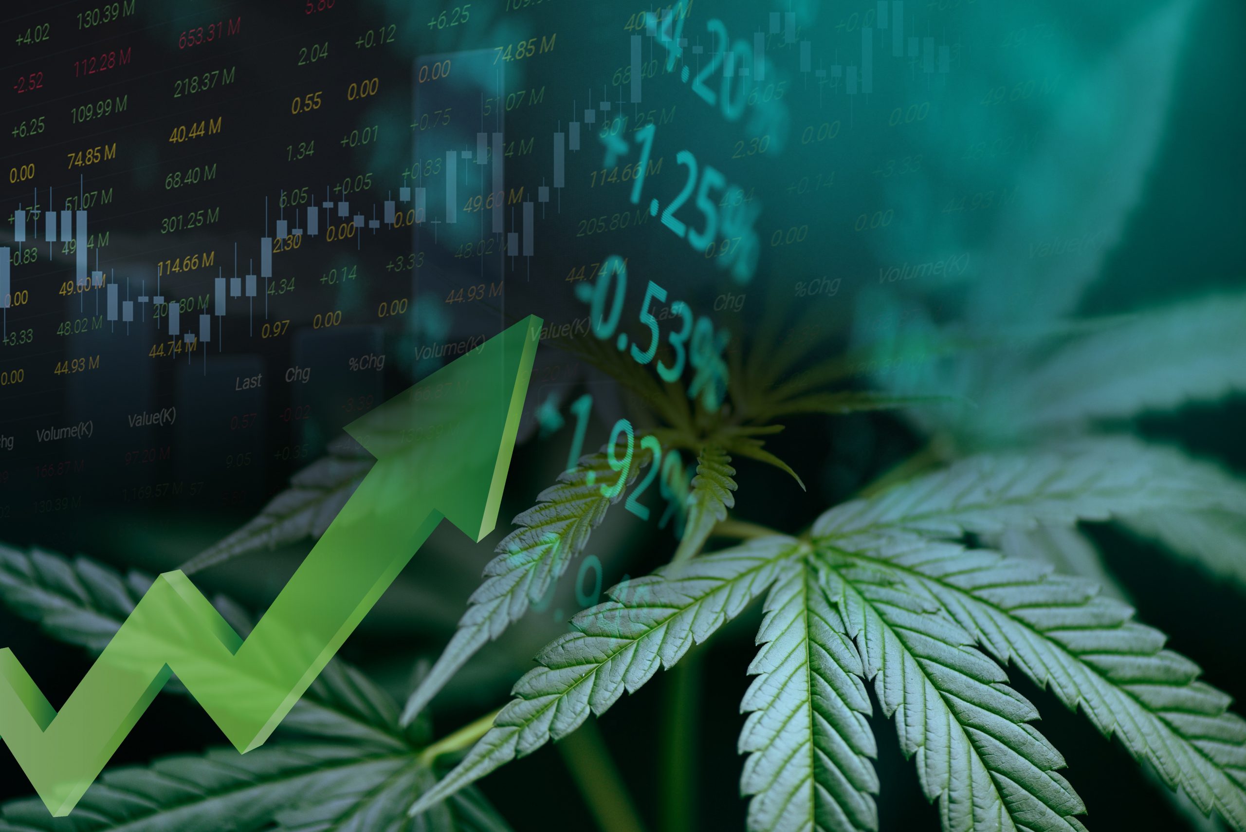 3 Things You Need to Know Before Getting into Weed Stock