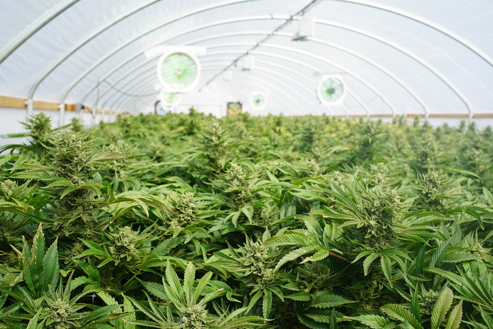 Why You Should Avoid Weed Grown with Plant Growth Regulators