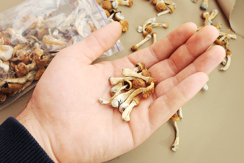 Why WeedHub Magic Mushrooms Will Take You on a Wild Ride