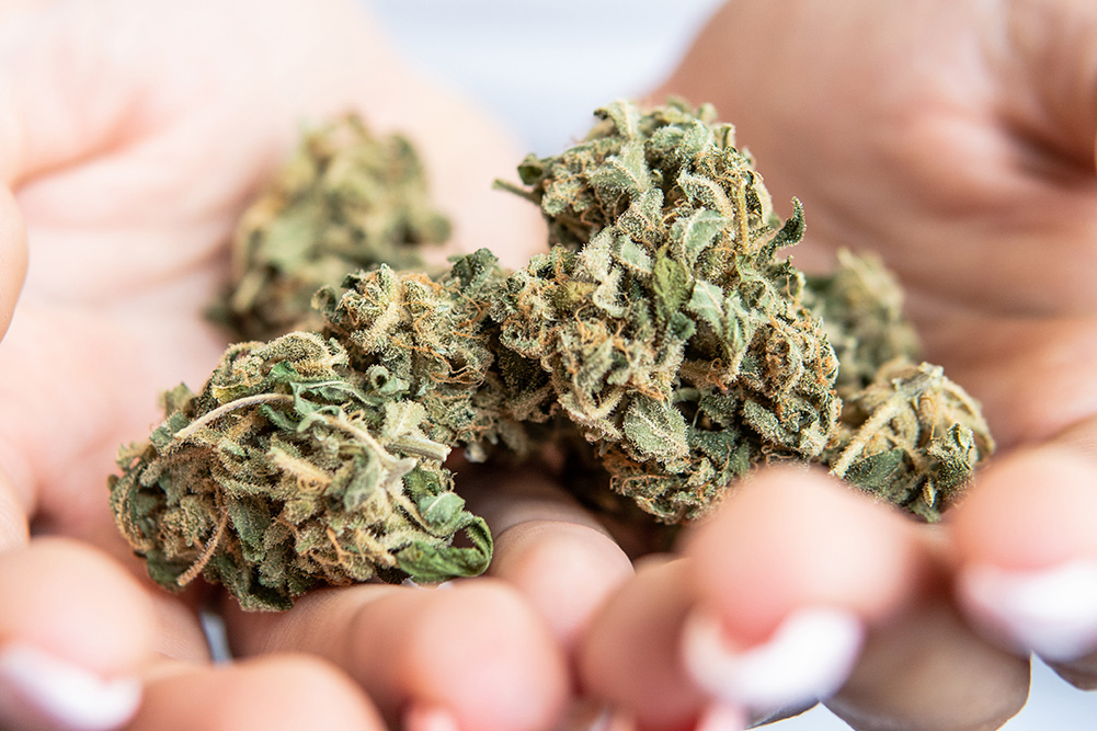 Big marijuana buds in hands close-up
